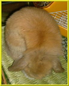 どうぞ宜しくお願いいたします～（ぺこり