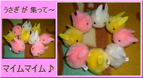 うさぎ が 集って 「 マイム マイム♪ 」