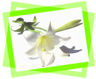 くるりん☆ゆりな の 百合☆