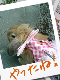 「うさんぽ」 に 慣れてきた 桃花さん☆ やったね！