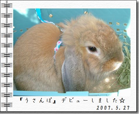 「うさんぽ」 デビュー したよ☆