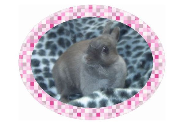 ユリナｂｌｏｇ ☆ クリスマスＧＯ！ＧＯ！企画 ： キリ番ゲッター 「ぼーちゃん☆」