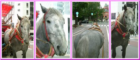 「札幌観光幌馬車：銀太クン」