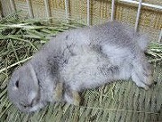 【ばに～☆ふらっしゅ】ももちゃん０２