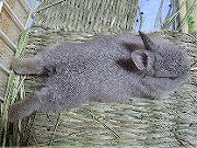 【ばに～☆ふらっしゅ】ももちゃん０１