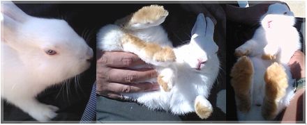 やっぱりコレ！うさぎと遊ぶ♪