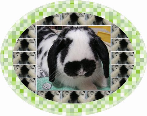 ユリナｂｌｏｇ ２００００HIT キリ番ゲッター 「ぴょんくん★」