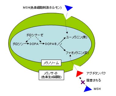 メラニン合成