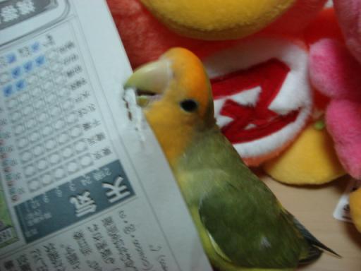 9.30piyo2