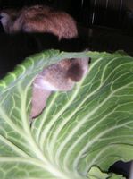 なんで真ん中から？