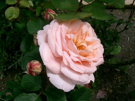 06 06 13 rose 001s.JPG