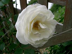 06 06 13 rose 007s ice l s.JPG