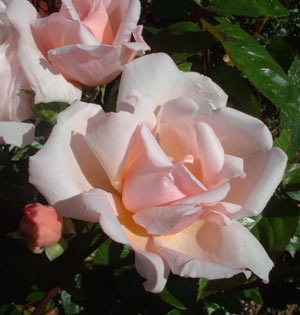 rose-albertine.jpg