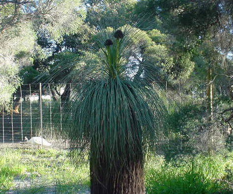 オーストラリア特有の植物グラスツリーの写真です | 『オーストラリア 