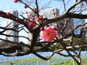 浜離宮恩賜公園11
