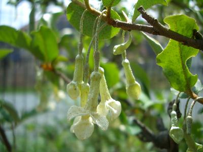 2006,04,16 037　びっくりぐみ３.JPG