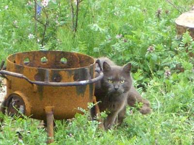 2006,04,16 015　めんちを切るでぶち.JPG