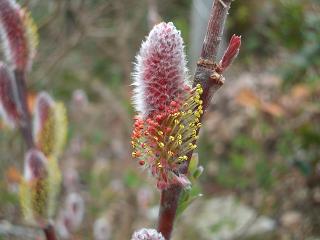 花粉が見え始めた