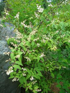 岩から生えているナゾの植物２.JPG