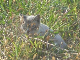 眠たいウサちゃん