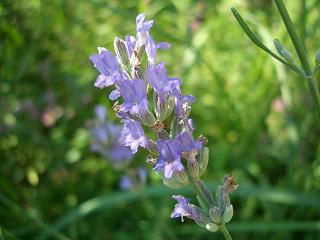 2006,07,28　今日の庭 003.jpg