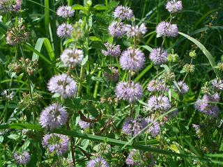 ペニーロイヤル