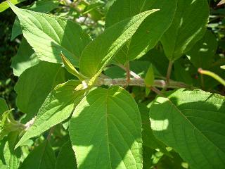 パイナップルセージ