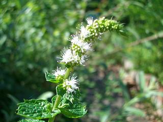 スペアミントの花