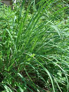 レモングラス
