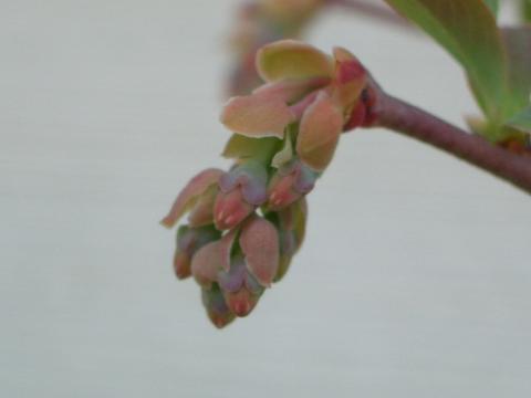 ブルーベリーの花芽　小.JPG