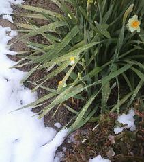 suisen2011022801