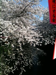 目黒川の桜１