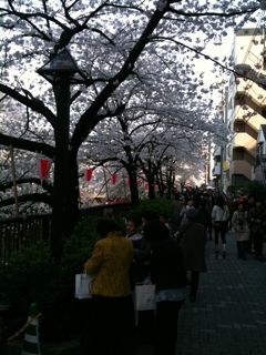 目黒川の桜２