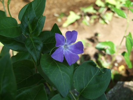 青い花～スミレ？