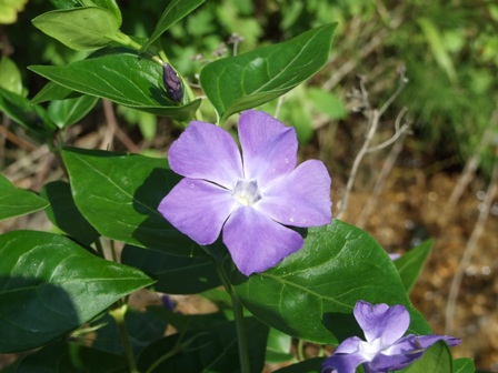青い花～スミレかな？