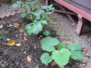 じゃが芋とかぼちゃ