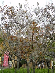 園内の花木・スモークツリー・1.jpg