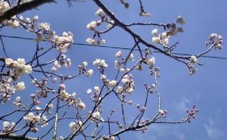 桜　開花・５.jpg
