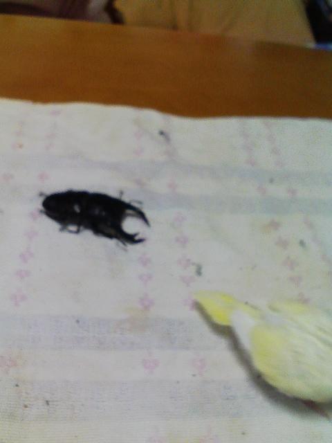 オオクワとヒナ