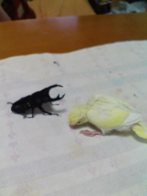 オオクワとヒナ