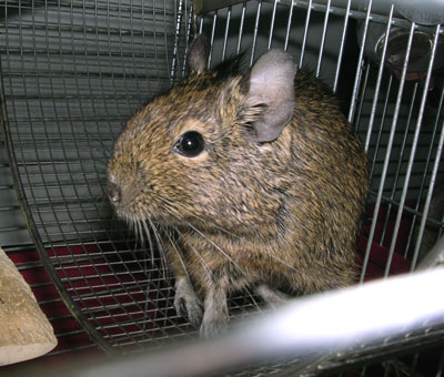 デグー　グリ姫