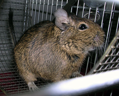 デグー　グリ姫