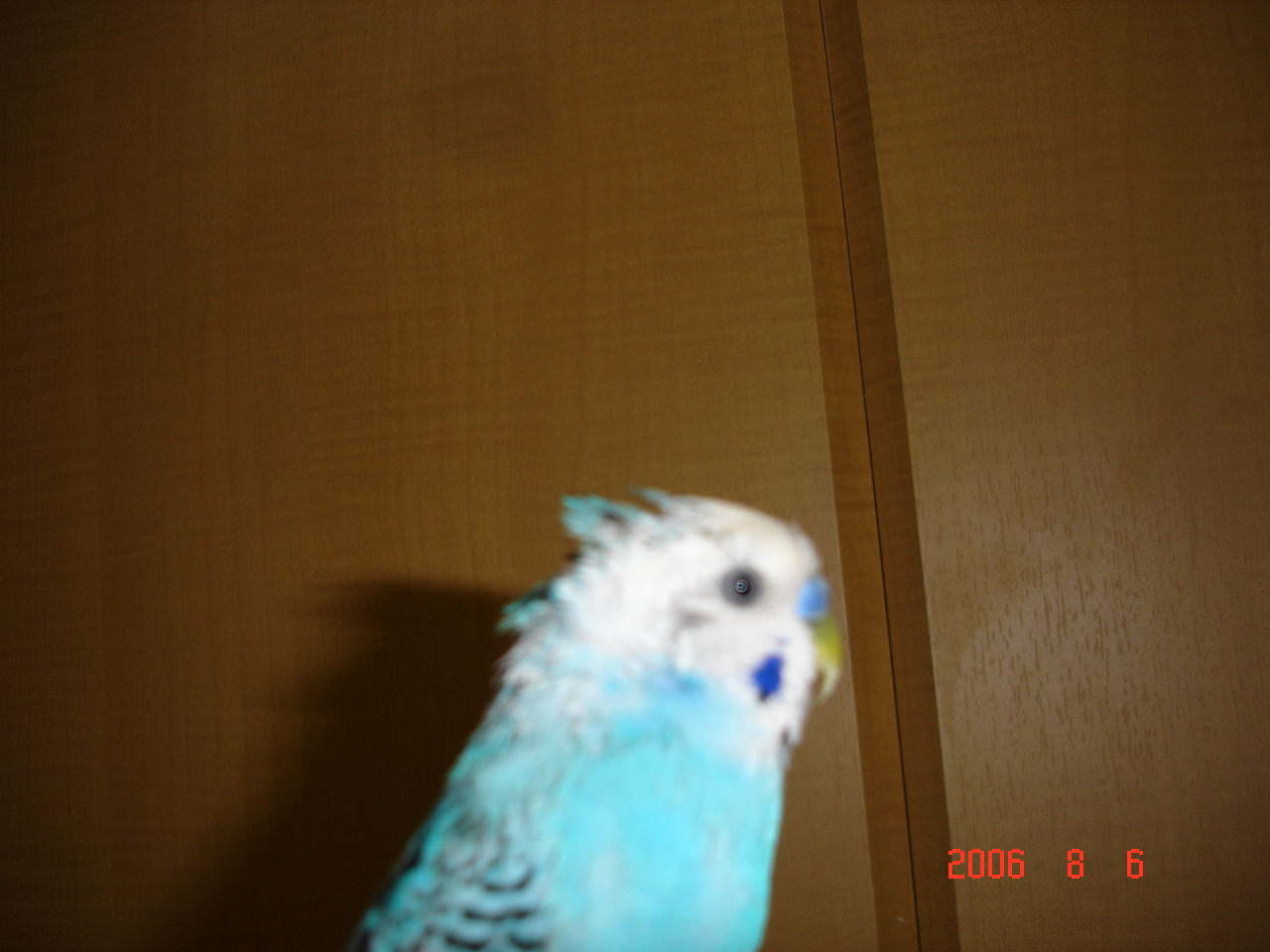 ははは・・・・・水浴びするから・・・頭はねちゃってるよ