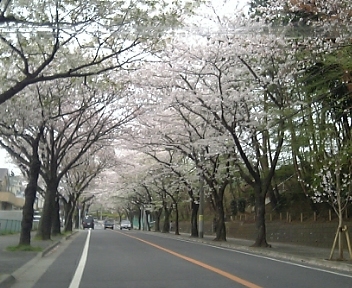 2007.4.02みつわ台桜並木道.JPG