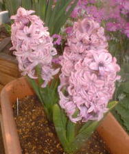 hyacinthus.ko-neria