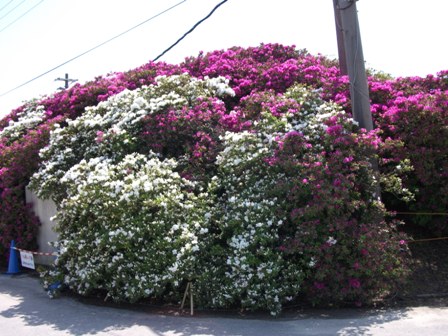 DSCF0266.JPG