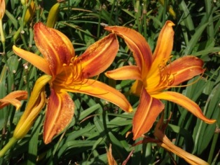 DSCF0613.JPG
