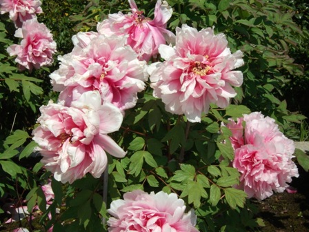 DSCF0321.JPG
