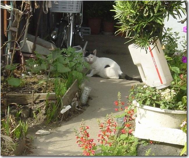 03庭猫.JPG