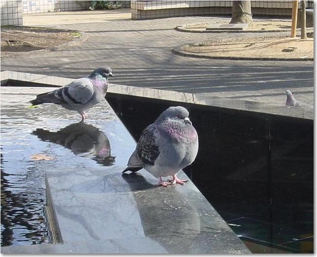 08駅前ドバト.JPG